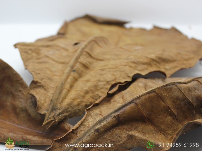 Indian-Almond-Leaves3