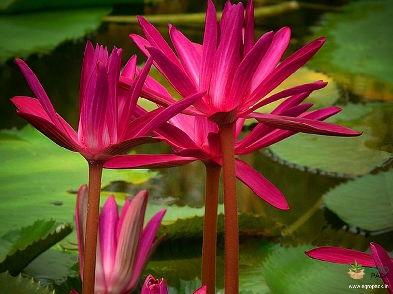 Indian-Red-Water-Lily1