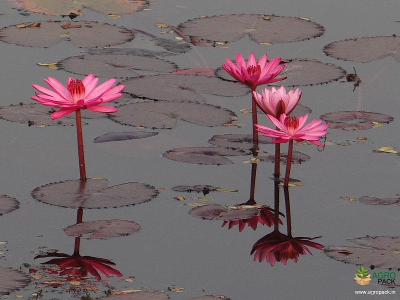 Indian-Red-Water-Lily2