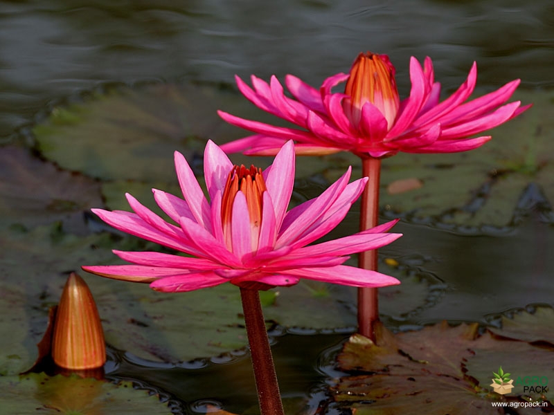 Indian-Red-Water-Lily4