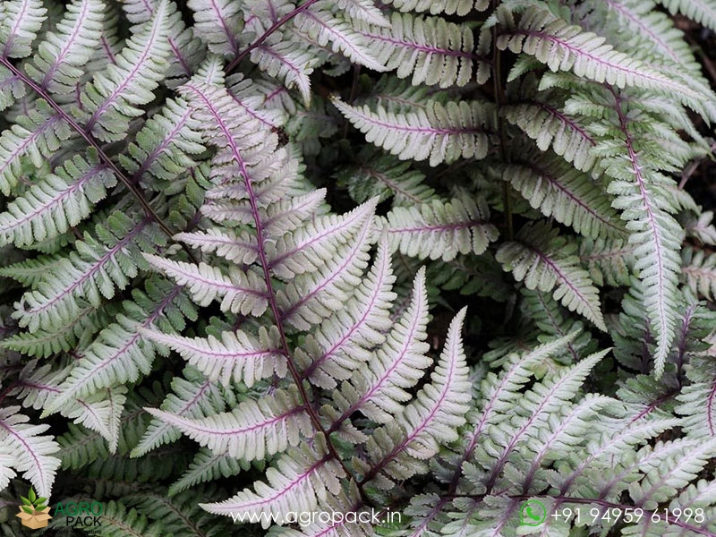 Japanese-Painted-Fern1