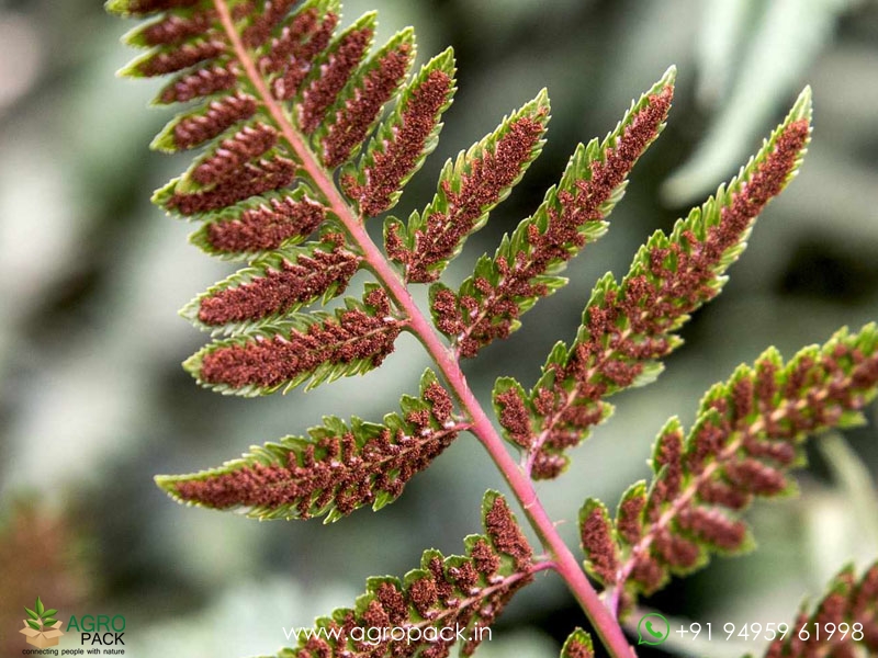 Japanese-Painted-Fern2