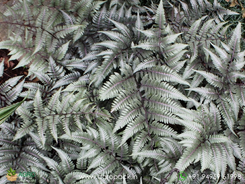 Japanese-Painted-Fern3