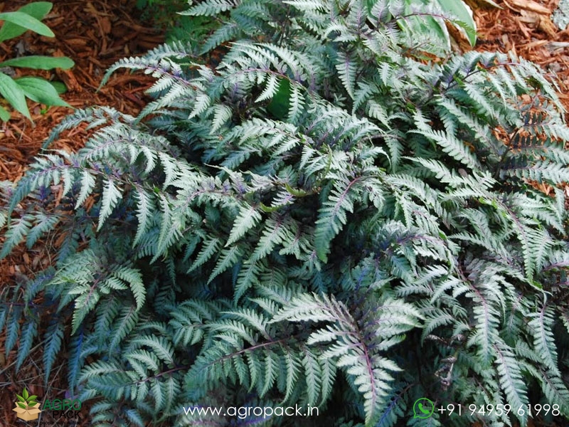 Japanese-Painted-Fern4
