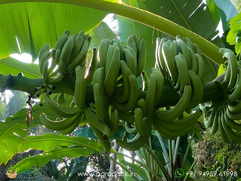 Kaveri-Banana1
