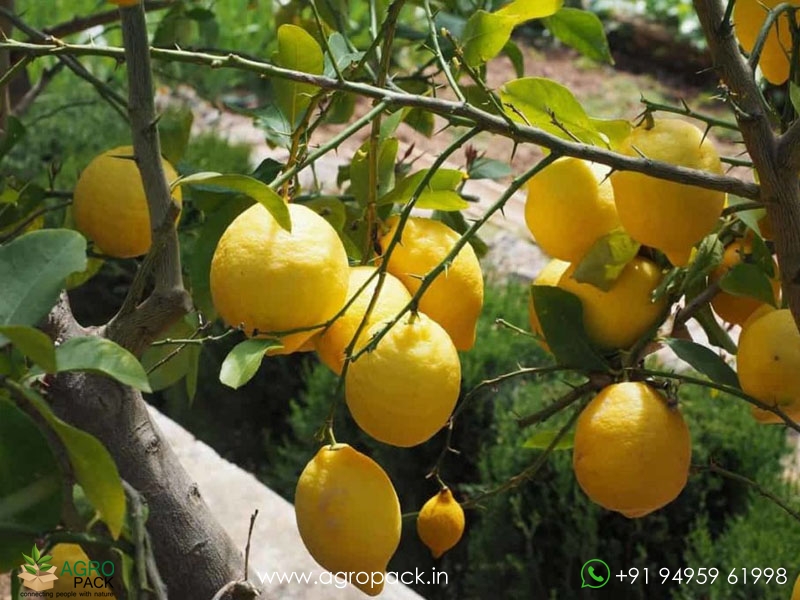 Lemon5