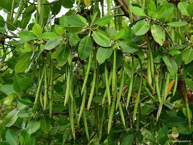 Loop-root-mangrove1
