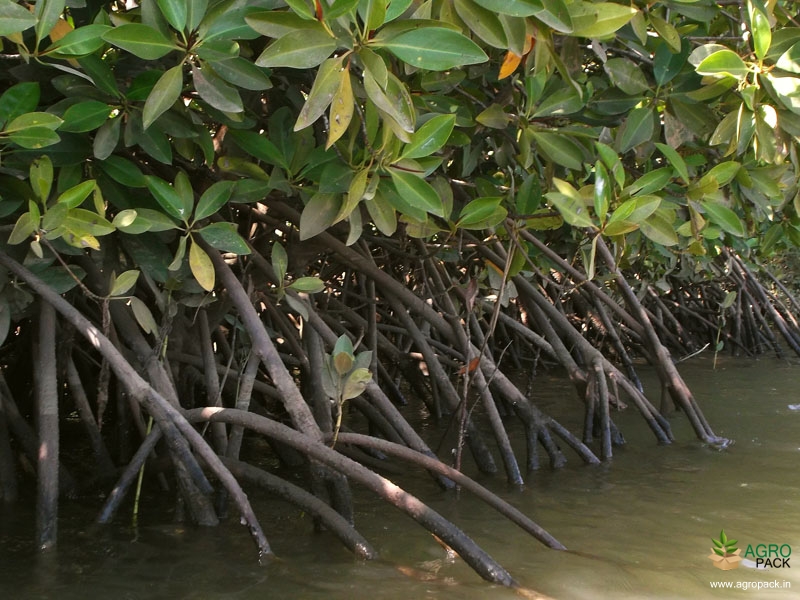 Loop-root-mangrove3