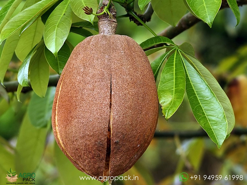 Malabar-chestnut1