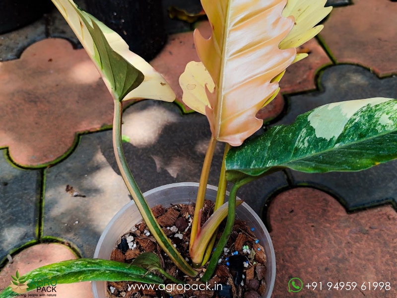 Mature-Philodendron-Caramel-Marble2