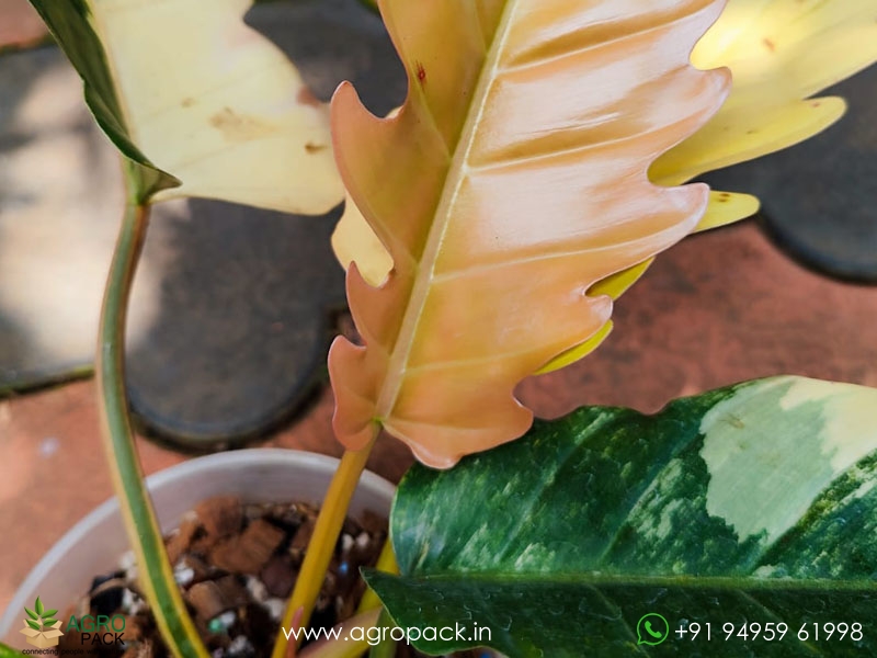 Mature-Philodendron-Caramel-Marble5