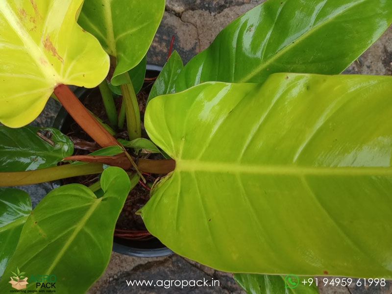 Mature-Philodendron-Golden-Melinonii2
