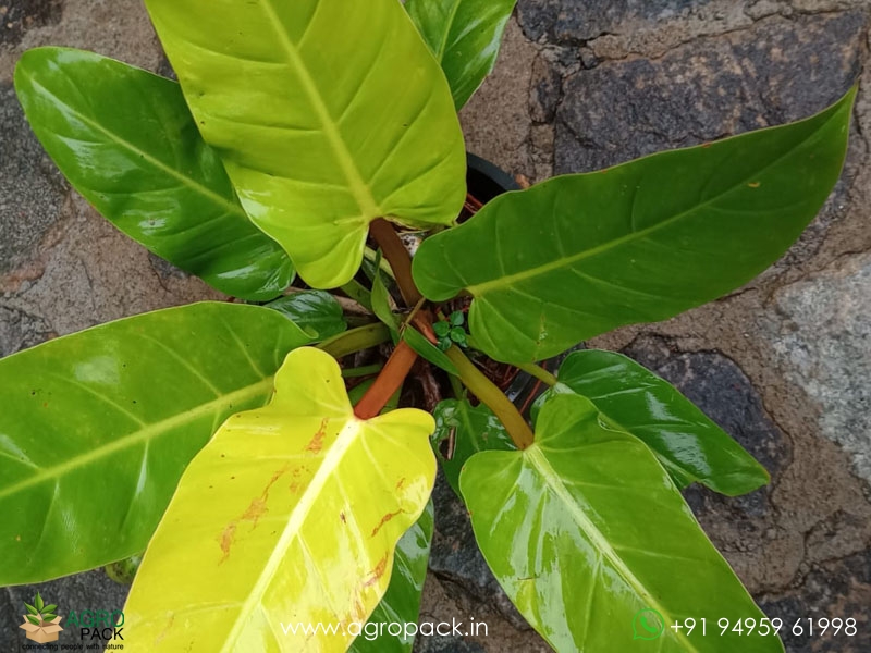 Mature-Philodendron-Golden-Melinonii3