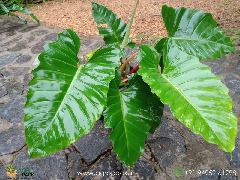 Mature-Philodendron-Jungle-Fever1