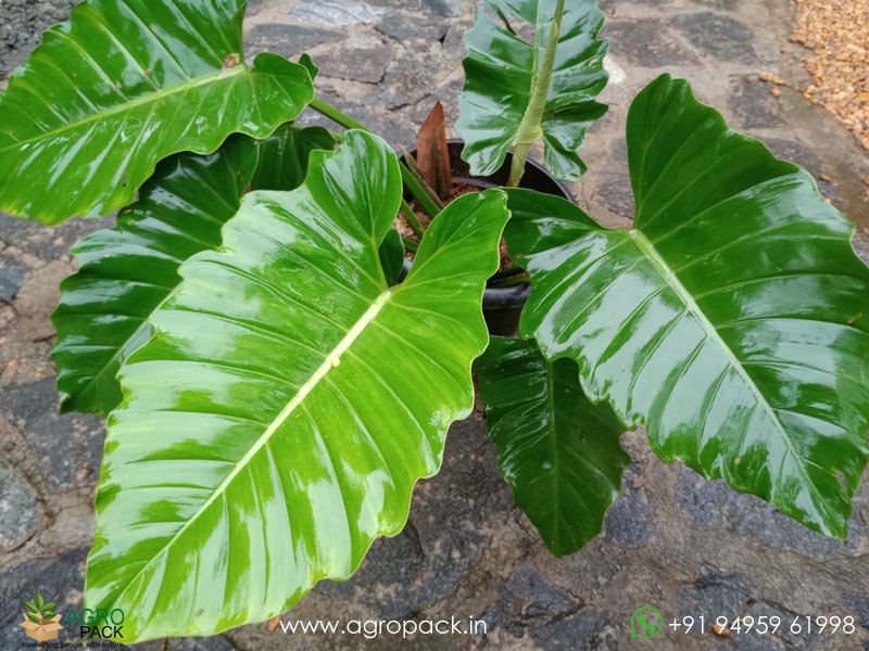 Mature-Philodendron-Jungle-Fever2