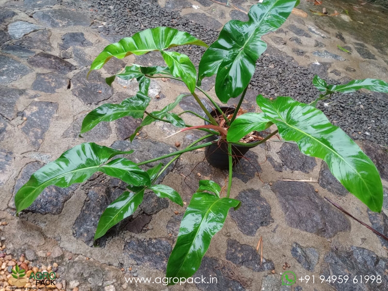 Mature-Philodendron-Mexicanum1