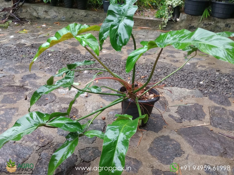 Mature-Philodendron-Mexicanum2