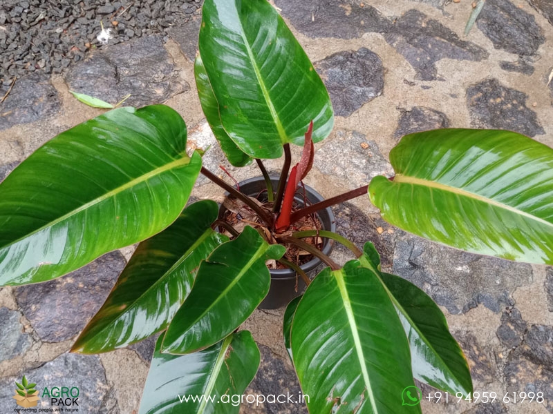 Mature-Red-Congo-Philodendron1