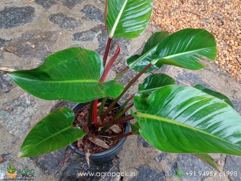Mature-Red-Congo-Philodendron2