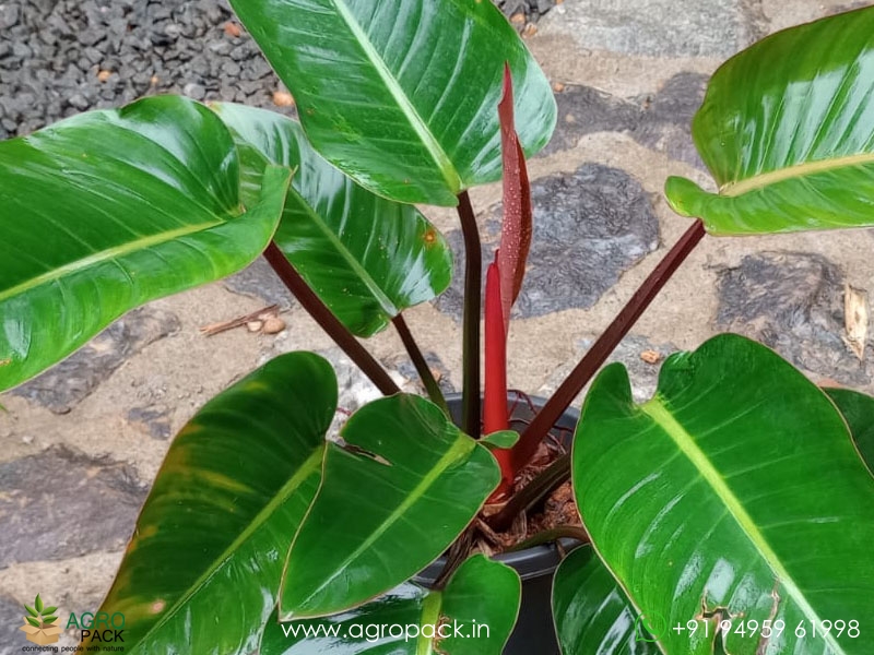 Mature-Red-Congo-Philodendron3