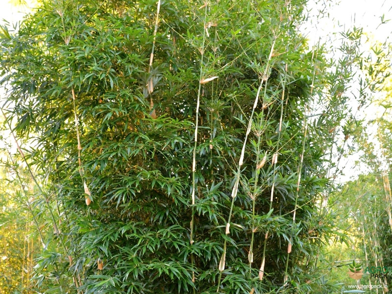 Multiplex-Bamboo3