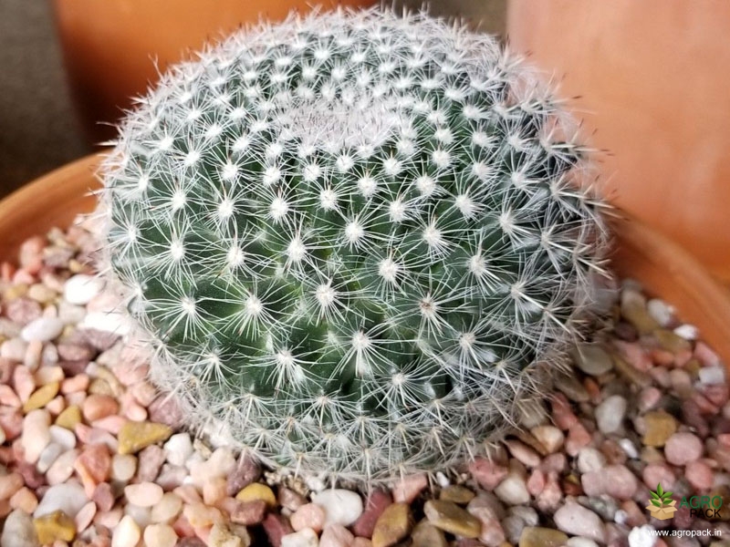 Old-Lady-Cactus1