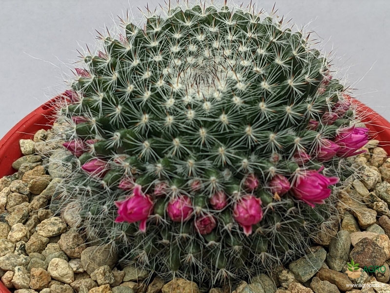 Old-Lady-Cactus3