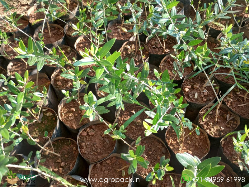 Olive-Plant2