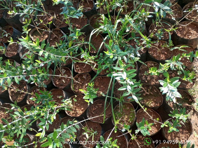 Olive-Plant3