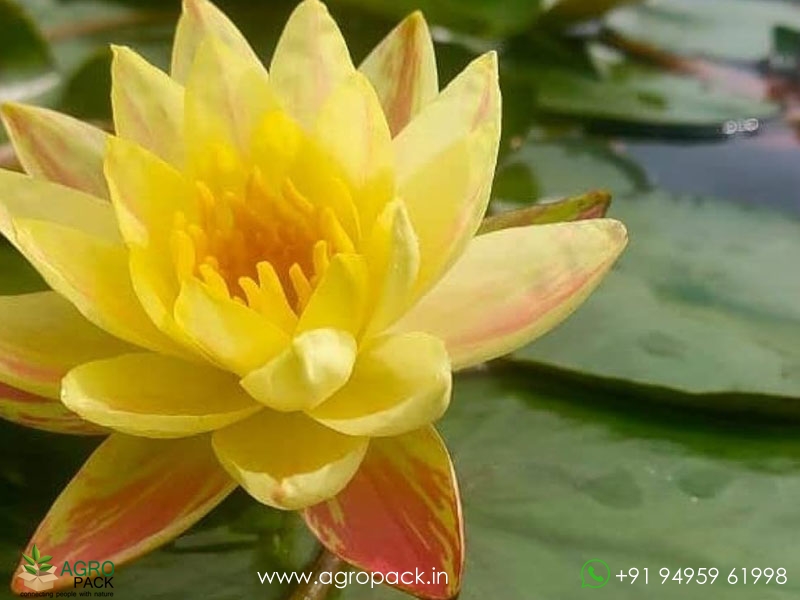 Paranee-Water-Lily1