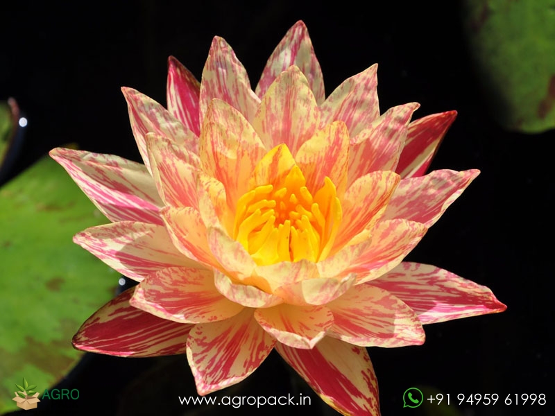 Paranee-Water-Lily2