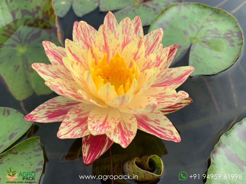 Paranee-Water-Lily3