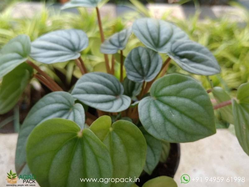 Peperomia-Frost1