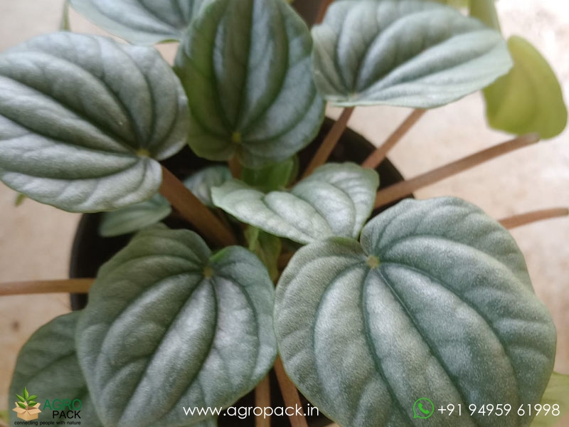 Peperomia-Frost2