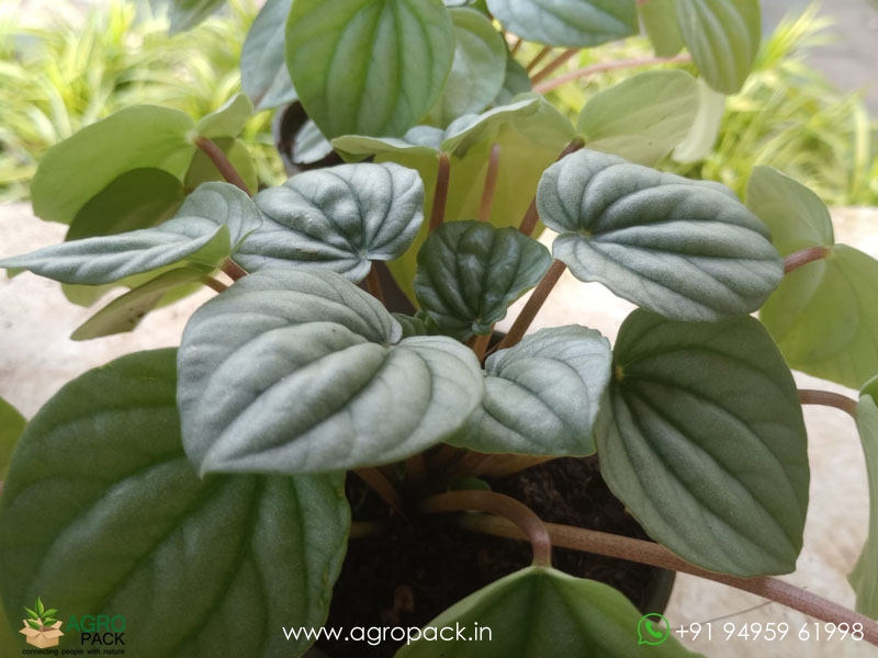 Peperomia-Frost3