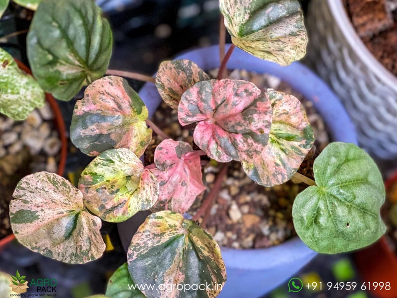 Peperomia-Pink-Lady1