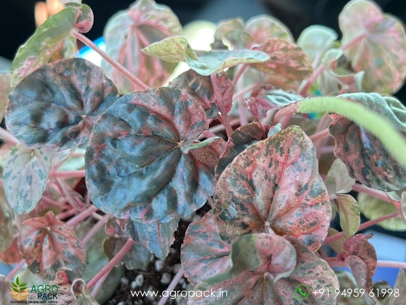 Peperomia-Pink-Lady2