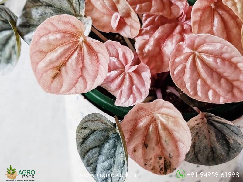 Peperomia-Pink-Lady3