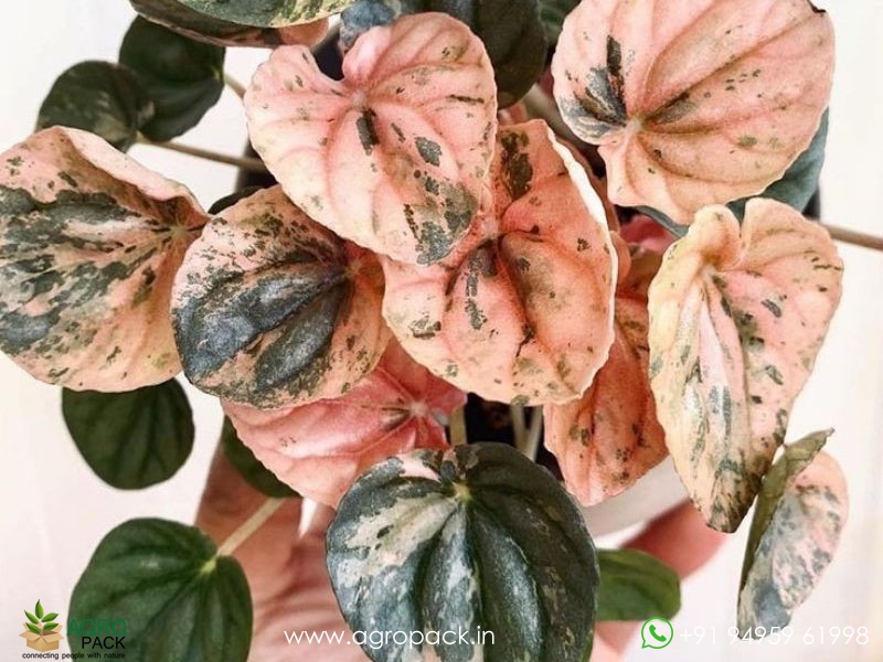 Peperomia-Pink-Lady4