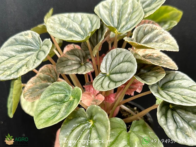 Peperomia-Pink-Lady5