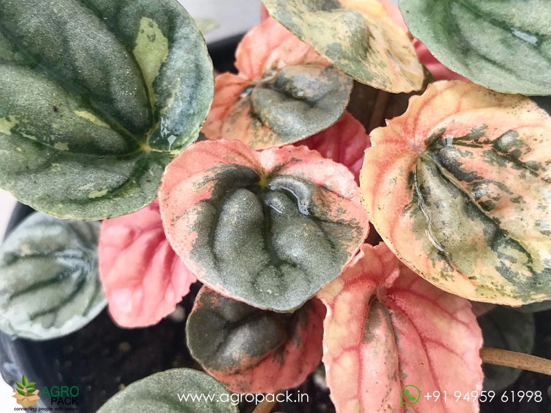 Peperomia-Pink-Lady6