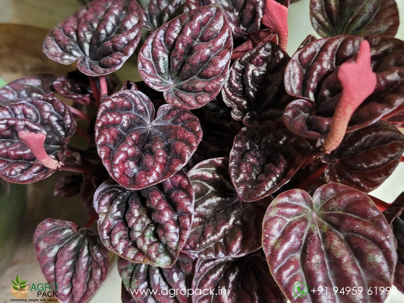Peperomia-Red-Schumi1