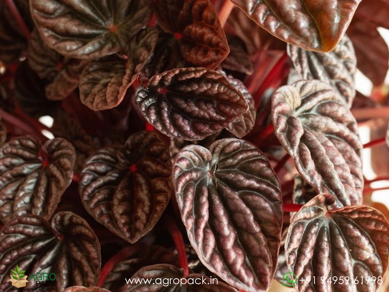 Peperomia-Red-Schumi2