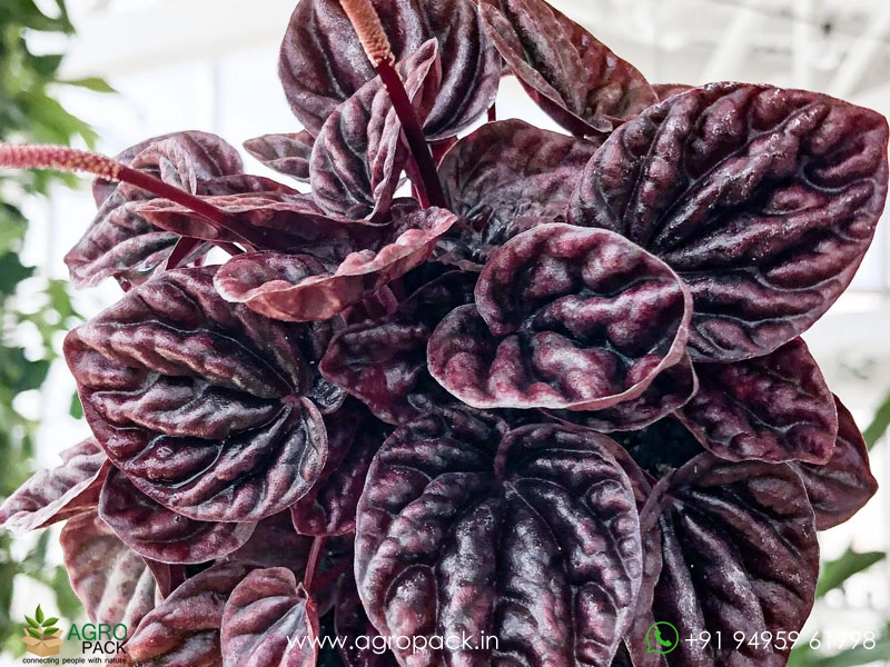 Peperomia-Red-Schumi4