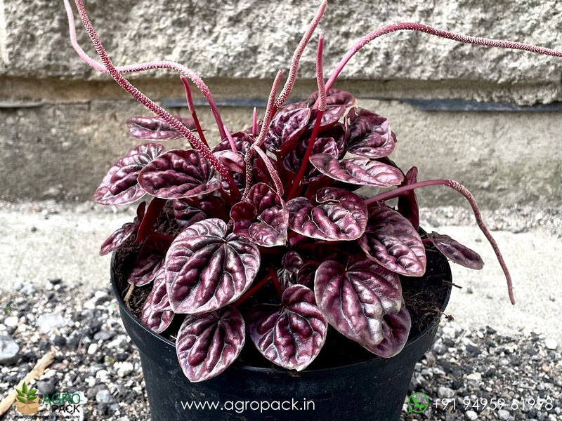 Peperomia-Red-Schumi5