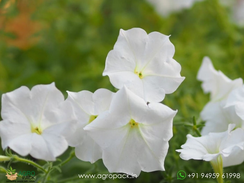 Petunia-White1