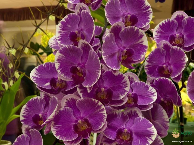 Phalaenopsis-Ben-Orchid-1
