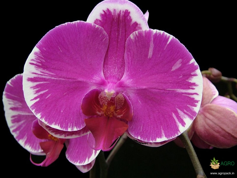 Phalaenopsis-Ben-Orchid-3