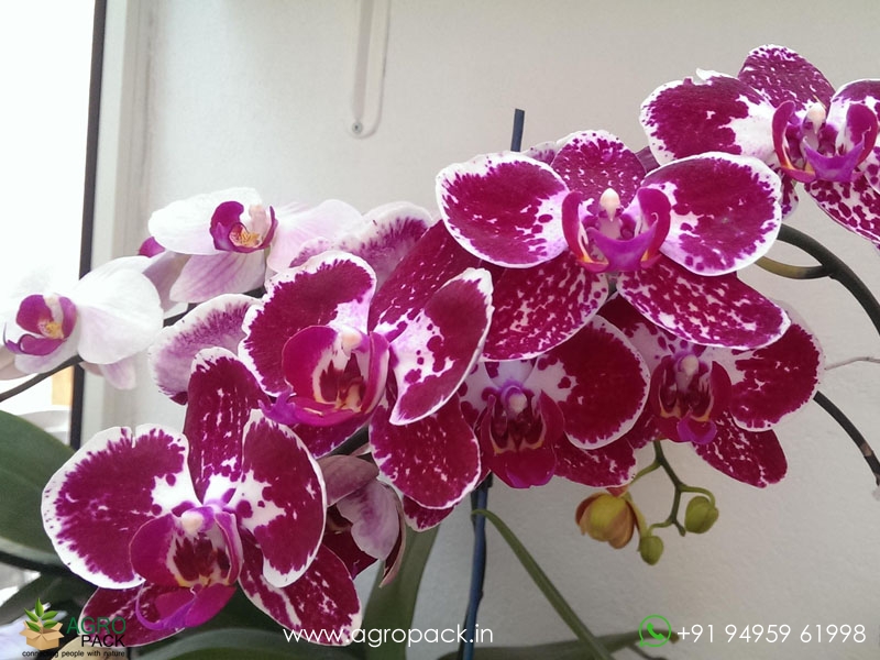 Phalaenopsis-Orchid-Chian-Xen-Diamond1