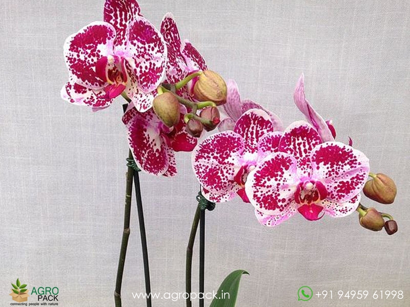 Phalaenopsis-Orchid-Chian-Xen-Diamond2